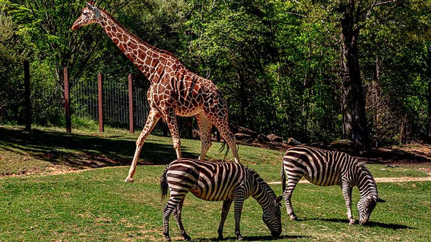 Twee zebra's eten gras op de voorgrond. Op de achtergrond loopt een giraffe voorbij.