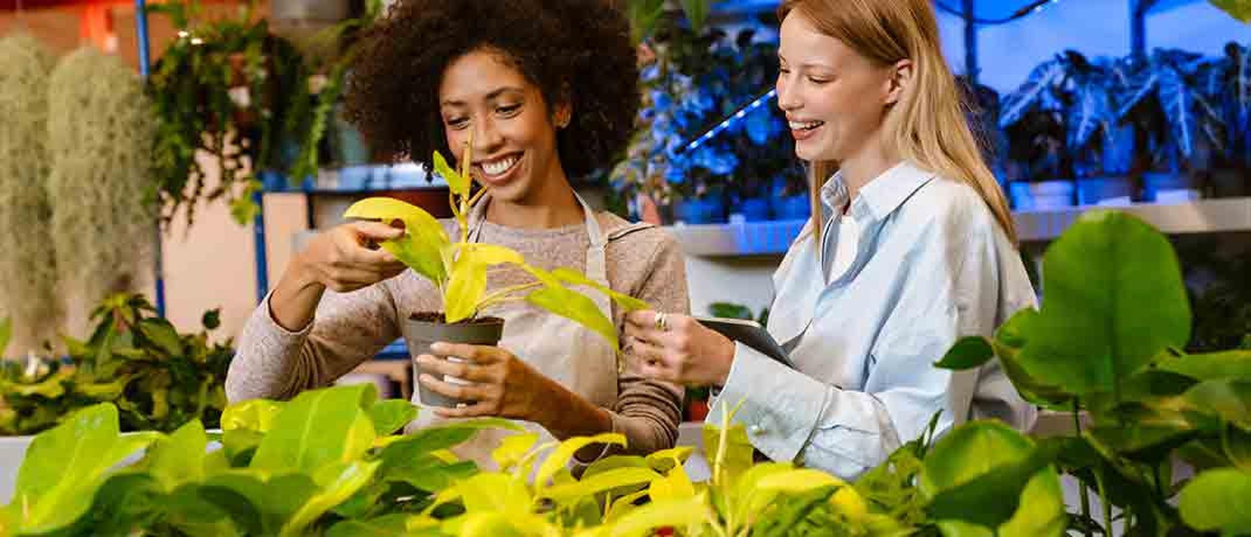 Goedkoop planten kopen? 6 tips om van groen te genieten zonder rood te staan