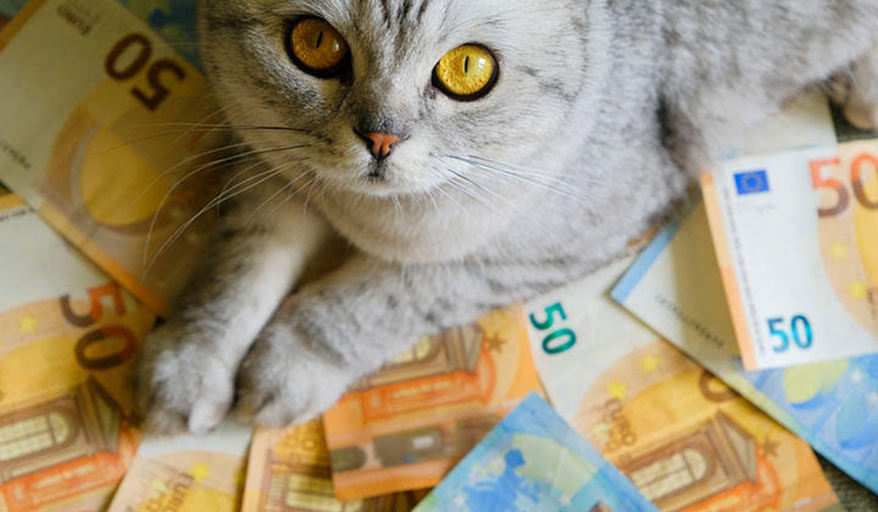 Een kat zittend op papiergeld