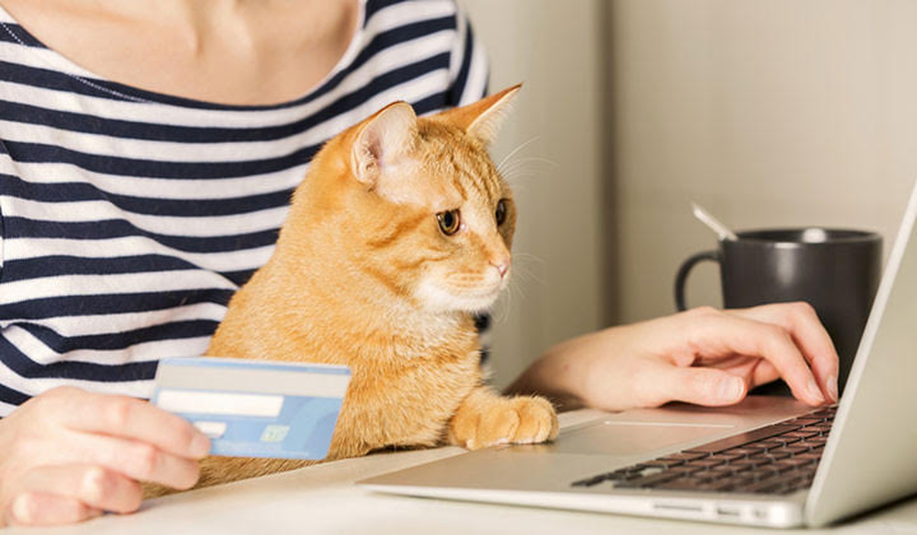Een persoon met kat zittend achter de laptop