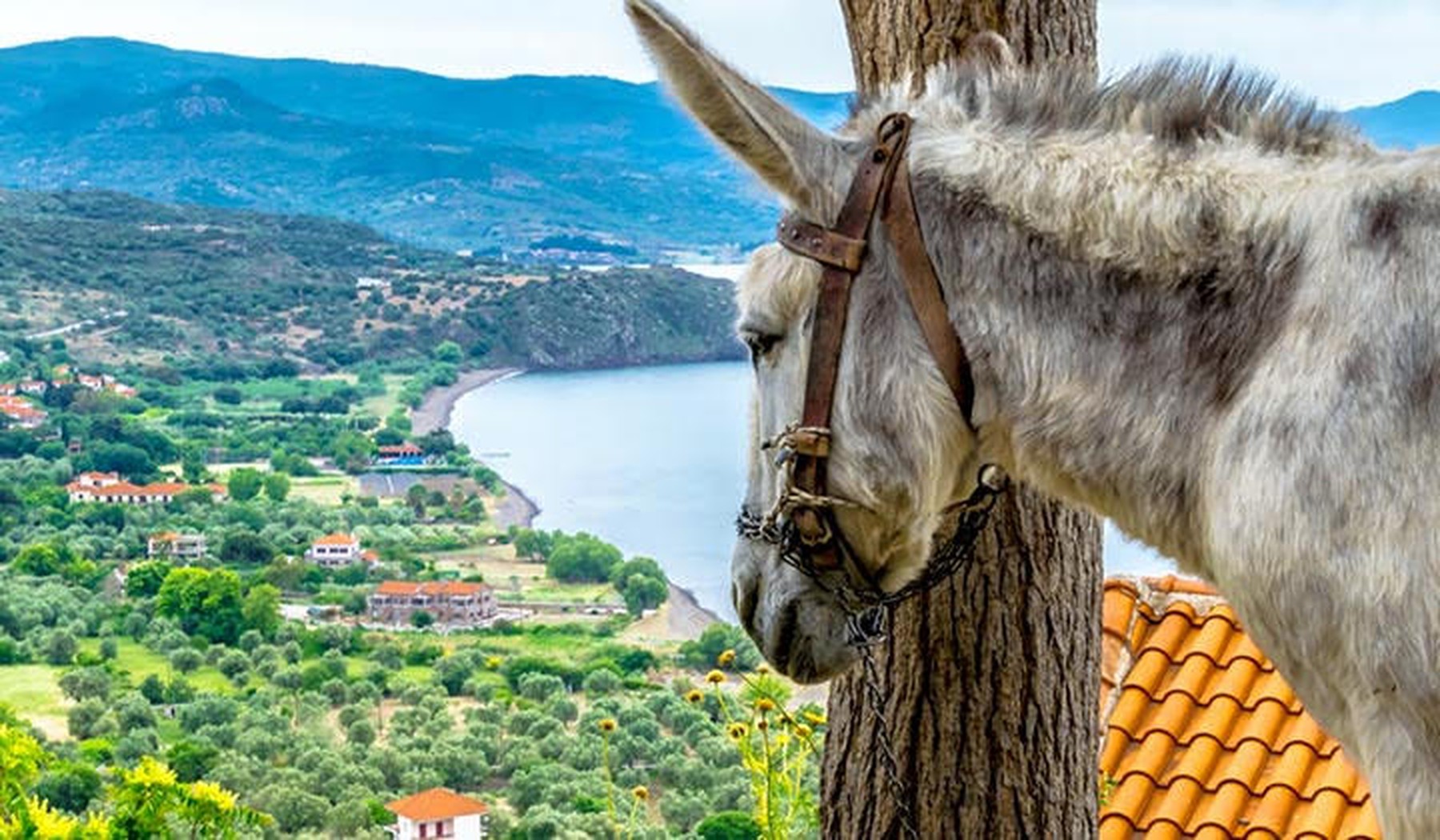 Een ezel met een panoramisch uitzicht op Lesbos